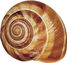 a close up of a snail's shell on a white background