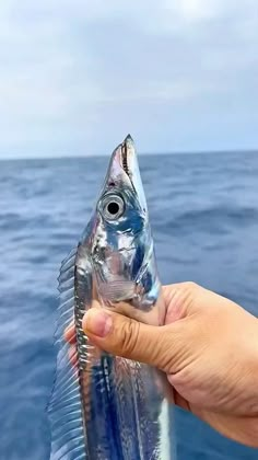 a person holding a fish in their hand on the water with blue sky and clouds behind them