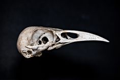 a bird's skull is shown on a black background