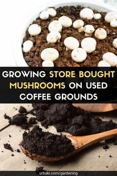 growing store bought mushrooms on used coffee grounds with text overlay reading growing store bought mushrooms on used coffee grounds