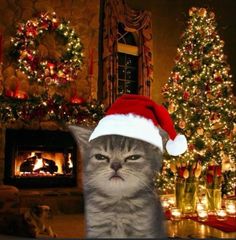 a grey cat wearing a santa hat in front of christmas trees with lights and presents