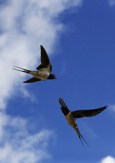 two birds flying in the air with a blue sky behind them and a quote written below