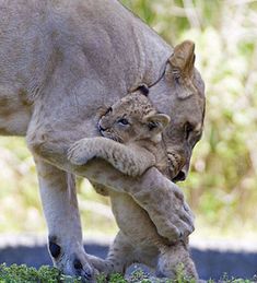 a baby lion playing with its mother in the grass