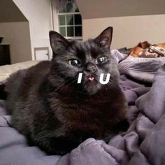 a black cat laying on top of a bed next to a purple blanket and pillows