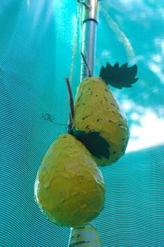 two pears are hanging from a net in the pool, with leaves on them