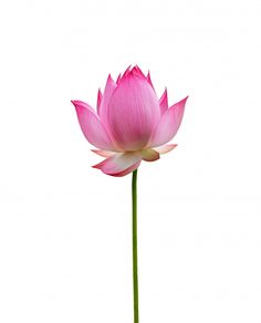 a pink lotus flower on a white background