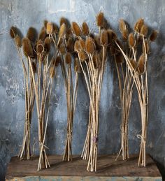 some dried flowers sitting on top of a piece of drift wood in front of a blue wall