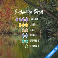 Forest Essentials, Essential Oil Combinations, Essential Oil Diffuser Blends Recipes, Essential Oil Carrier Oils, Essential Oils Guide, Essential Oil Diffuser Recipes, Oil Diffuser Recipes, Essential Oil Blends Recipes