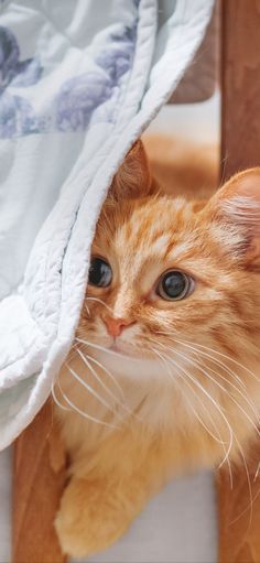 an orange and white kitten peeking out from under a blanket on a chair with blue eyes