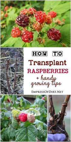 how to transplant raspberries and growing tips