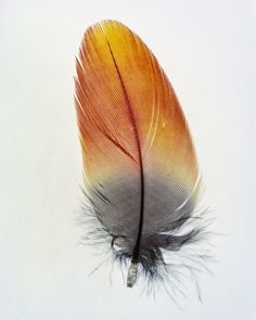 an orange and yellow feather is shown on a white background