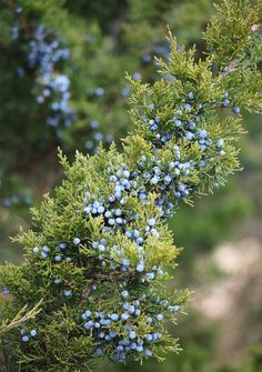 blue berries are growing on the branches of a tree