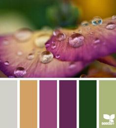 the color scheme is purple, green and yellow with water droplets on it's petals