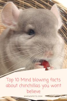 a hamster in a basket with the caption top 10 mind blowing fact about chinchillas you won't believe