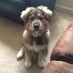 a brown and white dog sitting on the floor