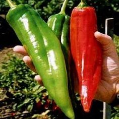 two red and green peppers are held up in the palm of a person's hand