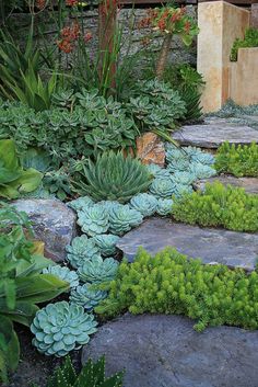 a garden with various plants and rocks in the middle, including succulents