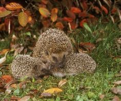 two hedgehogs are sitting in the grass