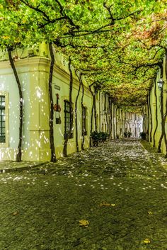 the walkway is lined with green trees and white flowers on either side of the building