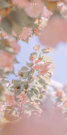 some pink flowers and leaves on a branch with blue sky in the backround