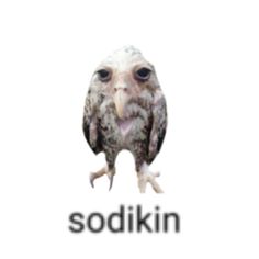 an owl with the word sodikin in front of it's face and head