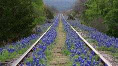 a train track with blue flowers on it