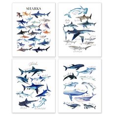 four different types of sharks in watercolor on white paper, each with their own name