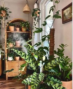 some plants are sitting on a shelf in a room