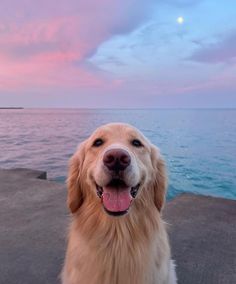 a golden retriever is sitting on the dock with its tongue out and it's eyes open