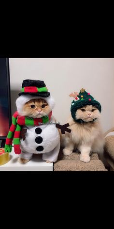 two cats dressed up as snowmen and wearing hats