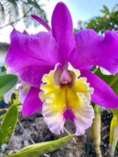 a purple and yellow flower with green leaves