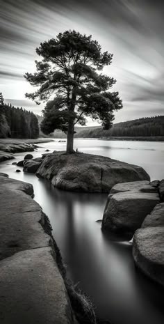 black and white photograph of a lone tree on the edge of a rocky shore with water running through it