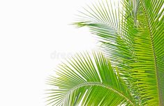 green palm leaves against a white sky background