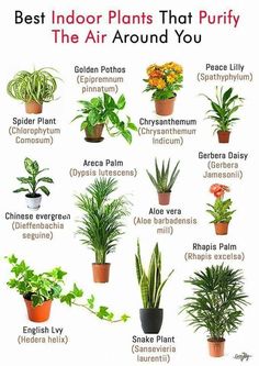 the best indoor plants that purify the air around you