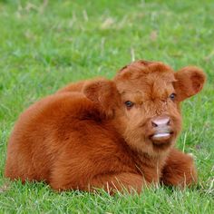 a brown cow laying on top of a lush green field