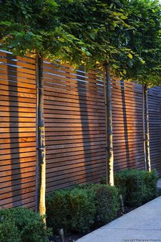 a row of trees in front of a wooden fence with lights shining on the side