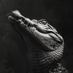 Alligators: Nature's Palette for Creatives Alligator Painting, Alligator Image, Vampire Eyes, Light And Shadow Photography, Abstract Pencil Drawings, Black Alligator, Dark Images, Shadow Photography