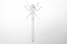 a drawing of a long legged insect on a white paper with one eye open and two arms extended