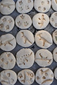 several sand dollars are arranged in rows on a tray with shells and seashells