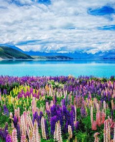 colorful flowers in the foreground with water and mountains in the backgrounnd