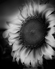 black and white photograph of a large sunflower