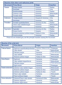 Triceps Brachii Muscle, Bicep Muscle, Exercise Physiology, Basic Anatomy And Physiology, Muscular System