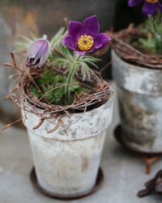 three pots with flowers in them sitting on a table next to other plants and twigs