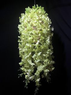 a green plant hanging from a wire on a black background