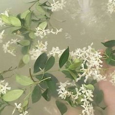 someone is holding some white flowers in their hand while they are floating in the water