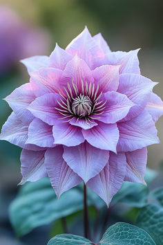 Clematis Flower Care Guide Flower Care, Long Lasting, Plants, Flowers