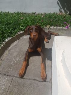 a brown and black dog laying on top of a cement slab