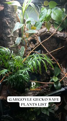 an aquarium filled with plants and rocks in the background text reads, gargoyle gecko safe plant's list