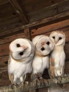 three white owls sitting on top of a tree branch