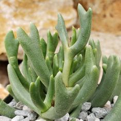 a close up of a plant with rocks in the background